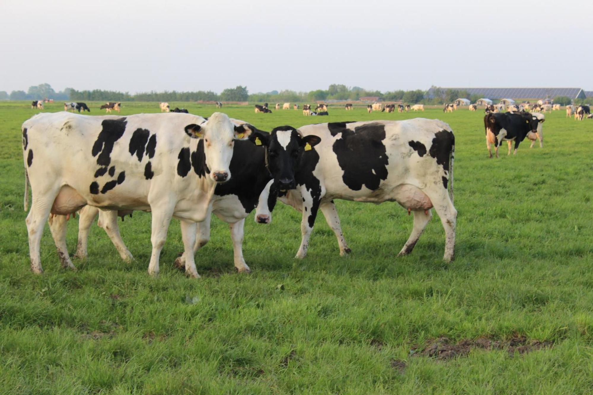 Boerderij Camping Nixhoeve Genderen Buitenkant foto